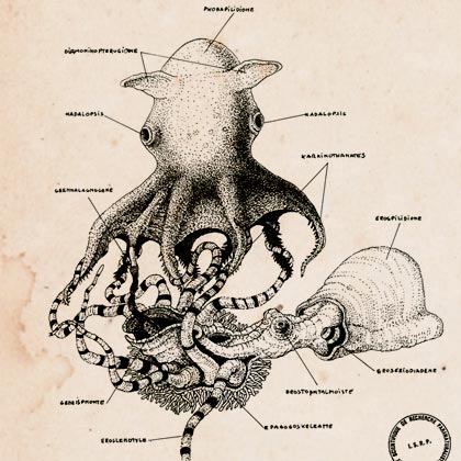 Vampyroteuthis